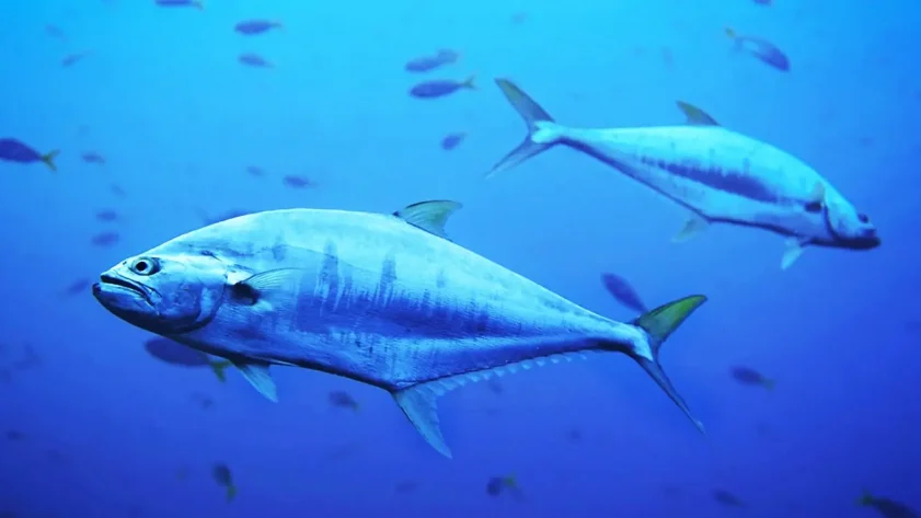 Velkolepý návrat tuňáka do Dánska