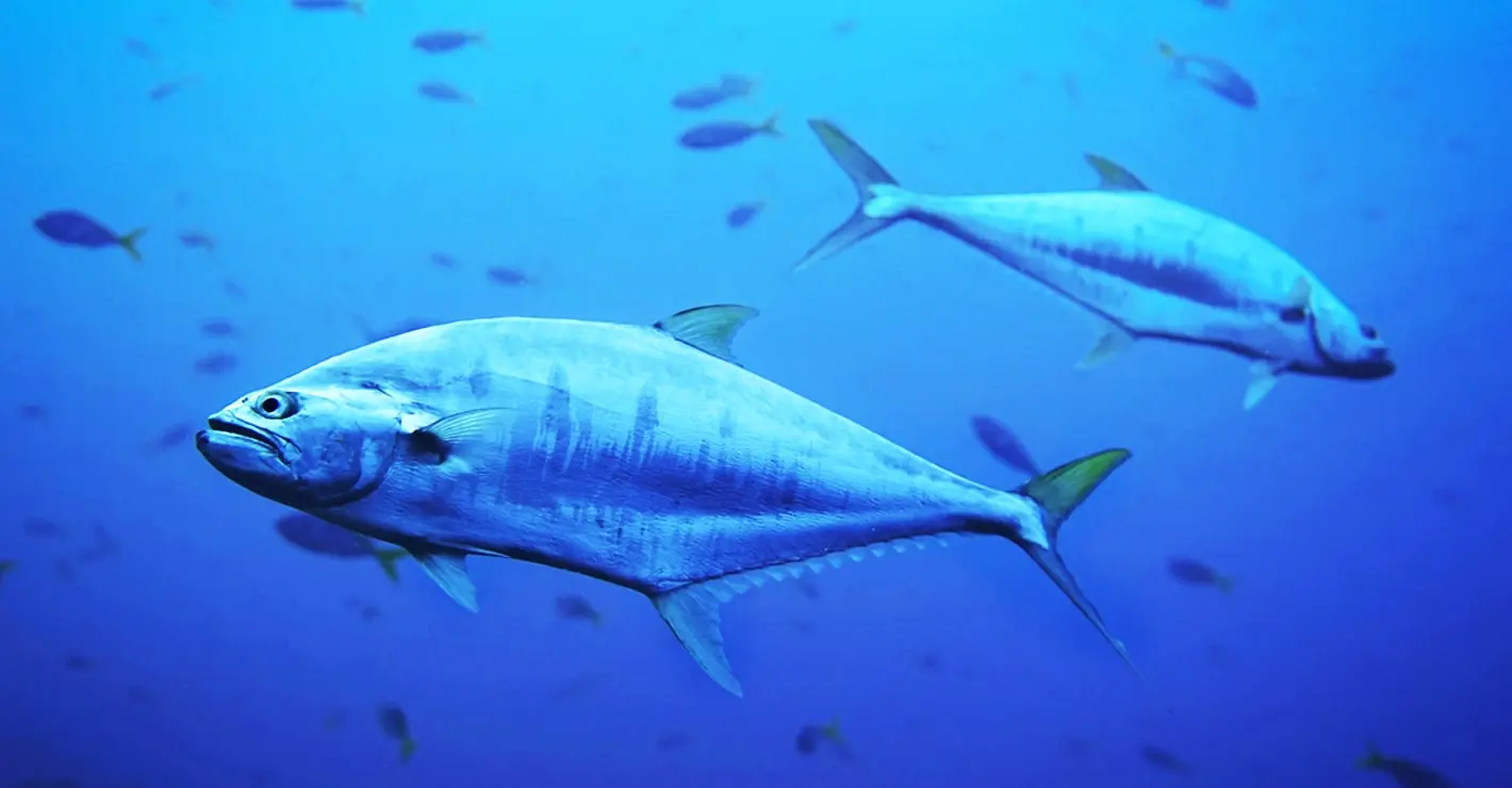 Velkolepý návrat tuňáka do Dánska